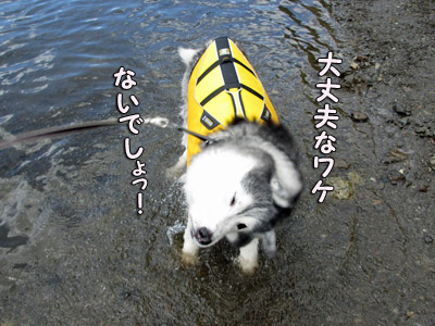 トリュフの水遊び