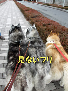 見ないふりハスキーズ