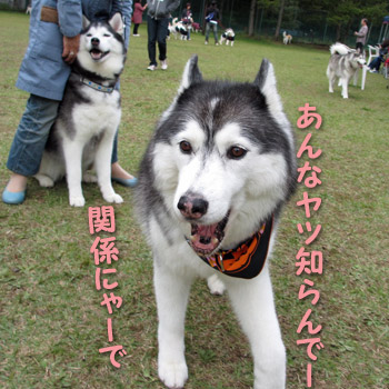冷たいロシェ姐さん