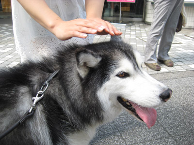 布教活動