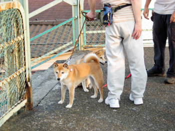 呆れる柴ちゃんズ