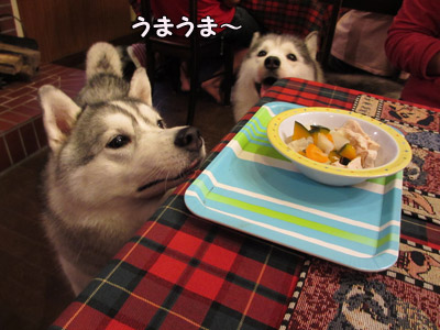 わんこディナー
