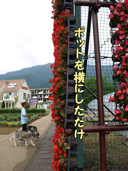 花のナイアガラ