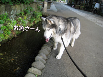 観察とりゅふ