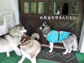 イヤシイ犬