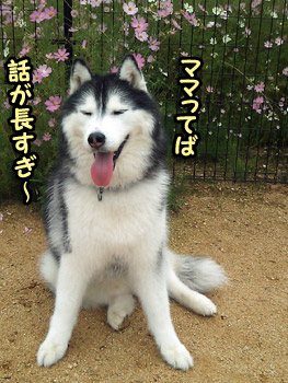 ポトフ
