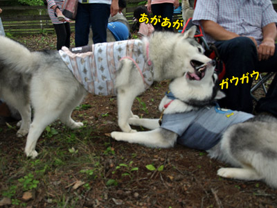 がうがう