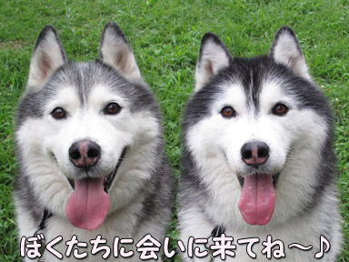 トリュフ&ポトフ