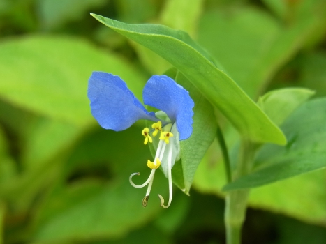 ツユクサ 花弁は青２ 白１ 雄しべ６ きれぎれの風彩 ふうさい