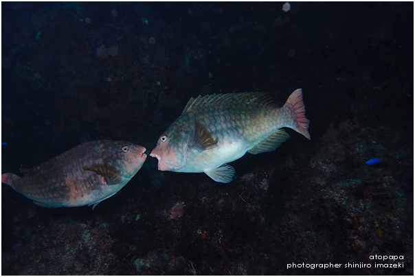 伊豆大島 海の生き物達