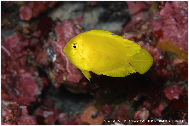 伊豆大島 海の生き物達