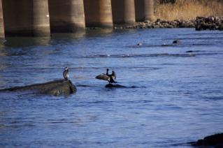 旧東海道:旧馬入川橋梁橋脚の上で休むカワウ