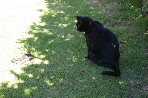 田舎暮らし 猫と蛇