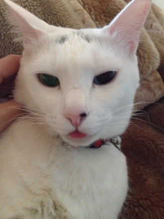 猫狂い。