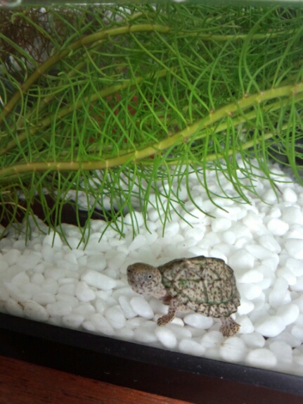 秋にきたカブトニオイガメ