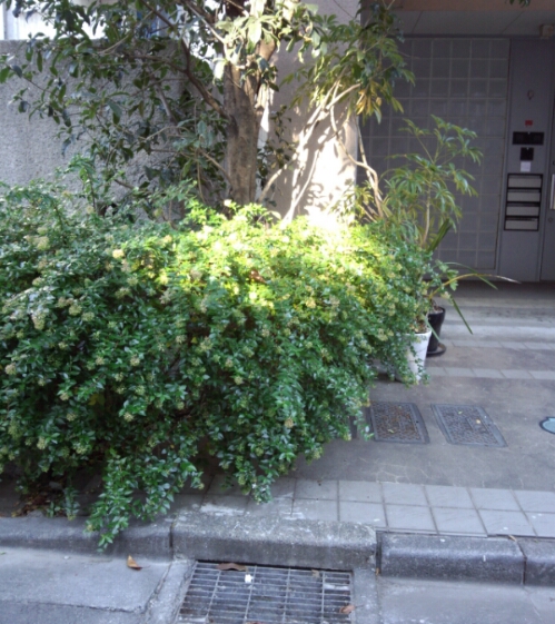 木鋏仕上げ