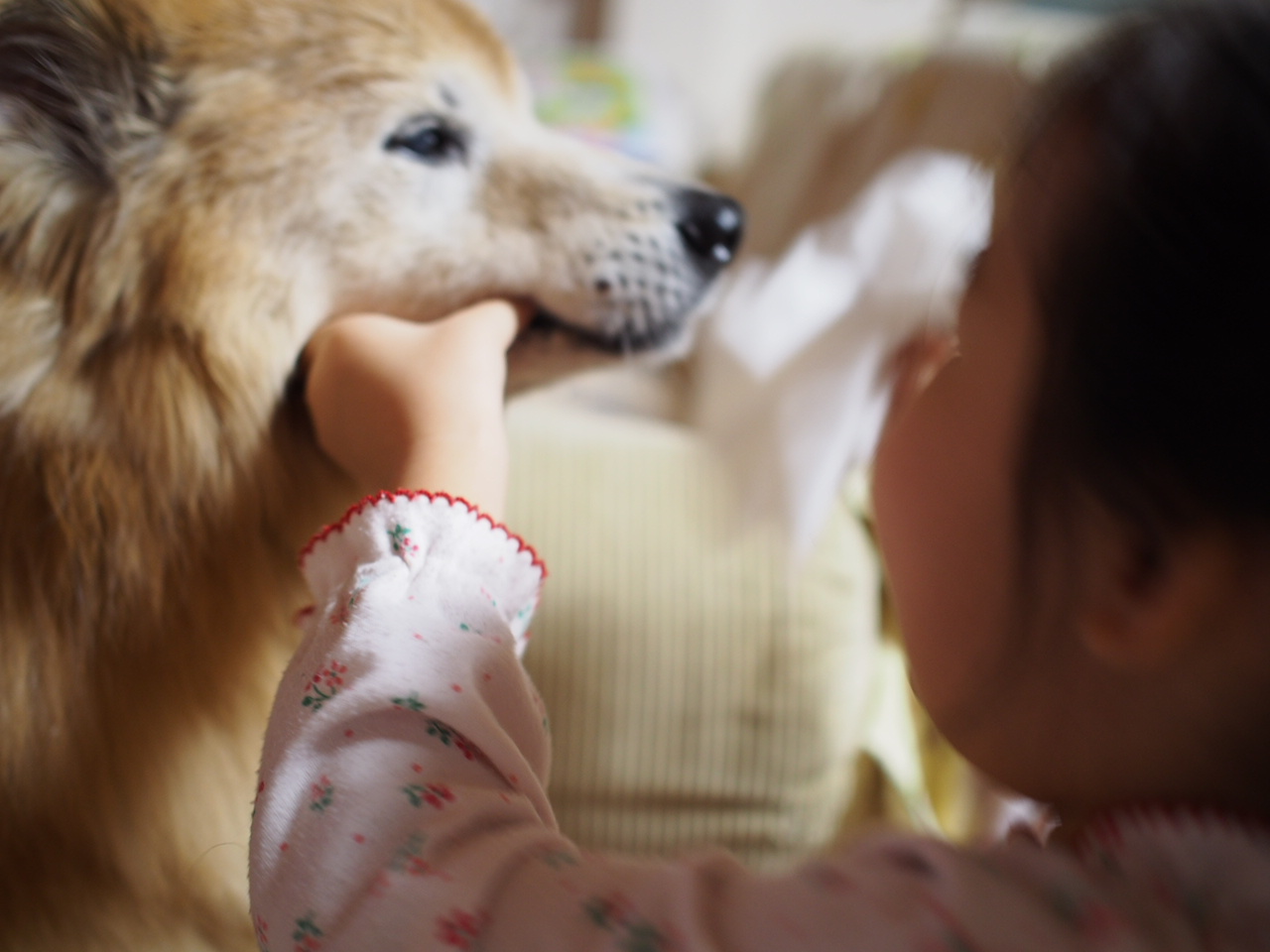 犬と子供の間の信頼 Nana Sora のんびり日記