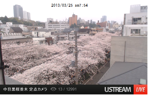 sakura0325.png