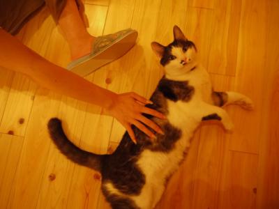 撫でられてご満悦なてんてん