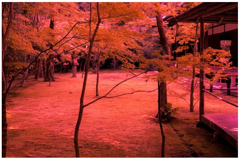 仮想の紅葉の京都大徳寺 高桐院庭園風景 京都 情景