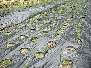 自然栽培 源助の野菜栽培 ベルギー エシャロット