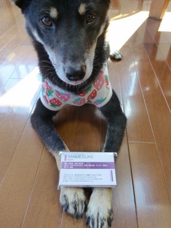 まめすけ名刺10