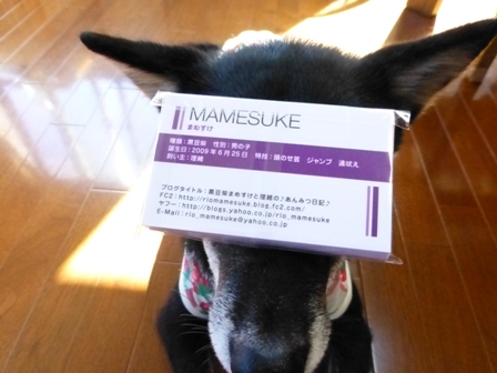 まめすけ名刺9