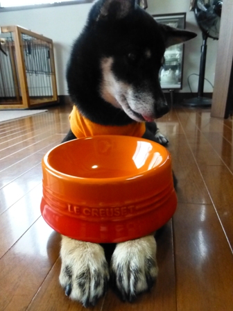 ドッグボウル10