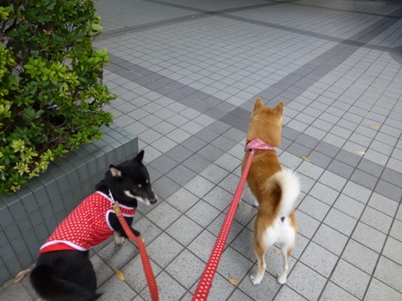 ハイアット4