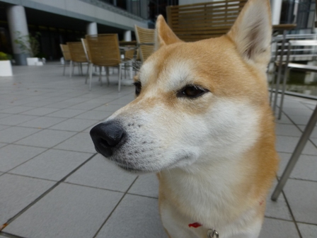 ハイアット32