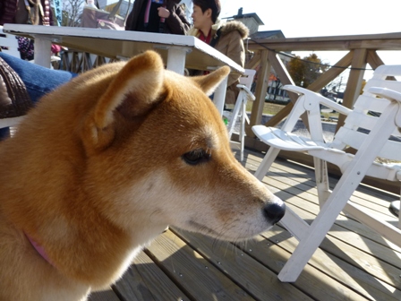 諏訪湖観光汽船18