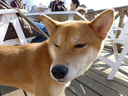 諏訪湖観光汽船19