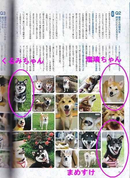 WAN柴犬2