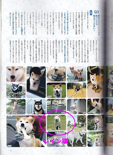 WAN柴犬3