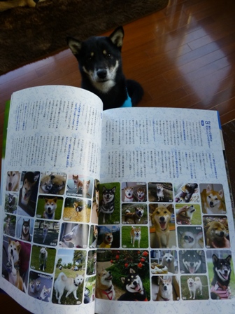 WAN柴犬4
