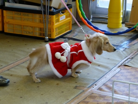 アミーゴクリスマス21