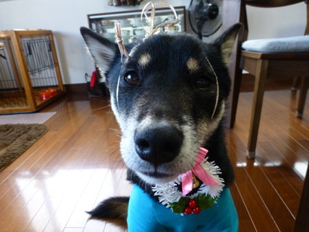 アミーゴクリスマス33