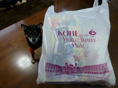 神戸イルミ12