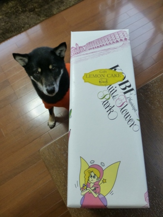 神戸イルミ15
