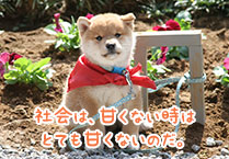 マメシバ一郎フーテンの芝二郎名言2