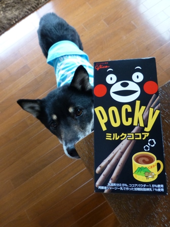 くまもんポッキー1