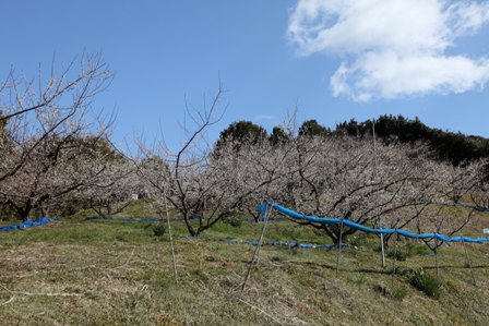 南部梅園3