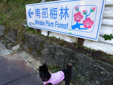 南部梅園13