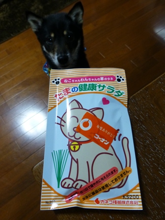 たまの健康サラダ1