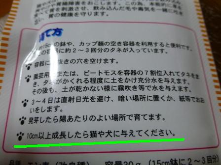 たまの健康サラダ4