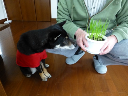 たまの健康サラダ12