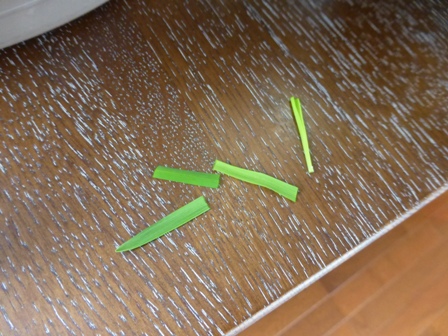 たまの健康サラダ15