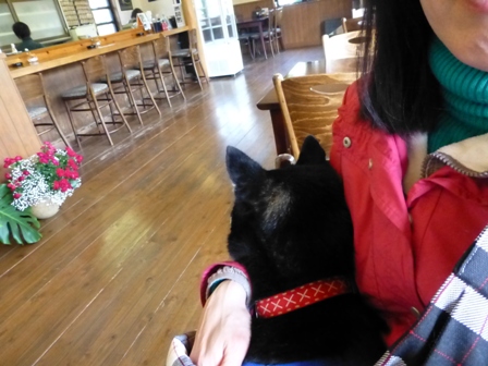 DOGcafe あぽろ4