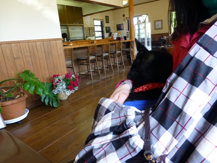 DOGcafe あぽろ5