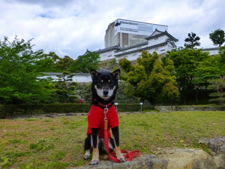姫路城大天守保存修理期間中10